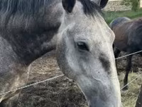 Hing, Lipizzaner — 1. fotó