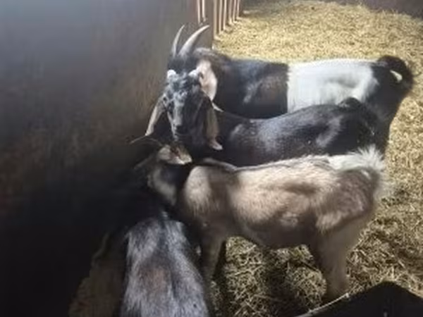 Bak, Nubian Goat