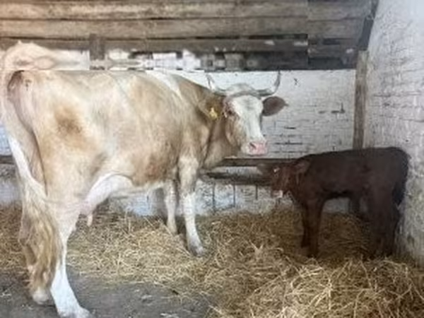 गाय, Simmental cattle — हंगरी