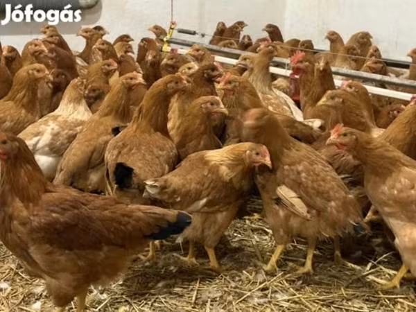 Chickens