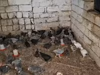 Chickens — Foto 2