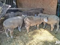 Kos, Ile-de-France sheep — 6. fotó