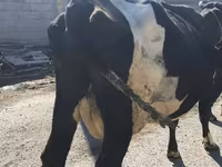 Vaca, Raça Holstein — foto 7