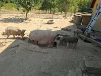 公猪 — 照片 4