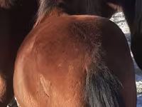 Atlar (partiya, cinsi göstərilməyib), Horse breed — foto 4