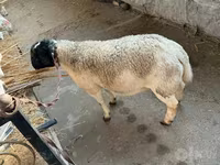 كبش, Dorper sheep — الصورة 2