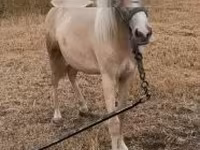 Cheval, Chevaux — photo 1