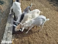 Ziegenbock, Saanen goat — Foto 3