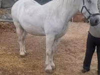 母马, Horses — 照片 2