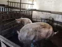 Säue, Schweine — Foto 5
