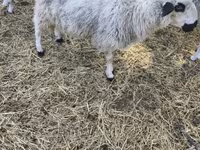 Sheep, Dorper sheep — photo 3