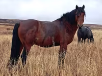 Бие, Kazakh horse — 1-сурет
