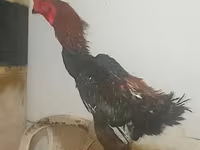 长门鸡 — 照片 4