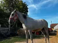 Hing, Lipizzaner — 2. fotó