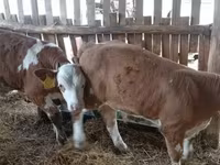 Toro, Simmental cattle — foto 3