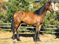 Yegua, Hungarian horse breed — foto 2