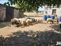 Kos, Racka sheep — 2. fotó