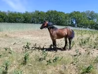 Mare, Horses — photo 2