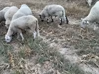 公羊, Cerry Hill sheep — 照片 3