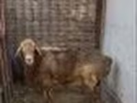 Bélier, Edilbay sheep — photo 2
