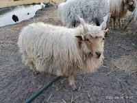 公羊, Racka sheep — 照片 7