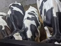 Býk, Russian Black pied cattle — foto 7