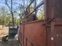 公马, Horses — 照片 5