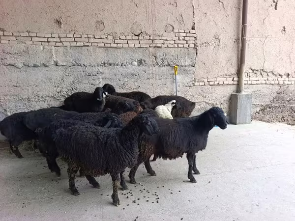 Sheep (batch, sex not specified), Sheep