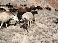 Owca, Arashan sheep — zdjęcie 2