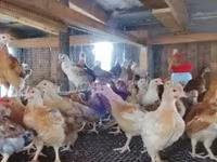 Chickens — photo 3
