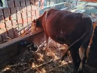 Toro, Simmental cattle — foto 4