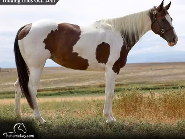 Klisna, Rocky Mountain Horse