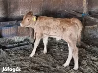 بقرة, الماشية — الصورة 2