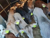 सांड, Simmental cattle — फ़ोटो 2