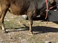 Cow, Alatau breed — photo 4