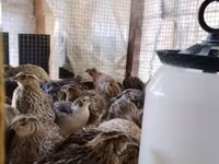 Quails — photo 7