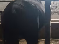 Stute, Budyonny horse — Foto 5