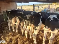 ثور, Russian Black pied cattle — الصورة 5