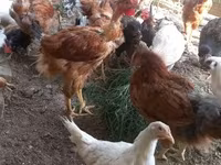 Chickens — 2. fotó