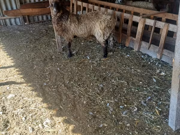Ziegenbock, Ziegen