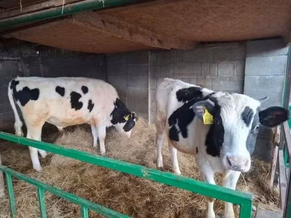 公牛, Holstein breed — 匈牙利