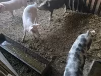 Pigs (batch, sex not specified), Pigs — photo 3