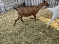公山羊, Alpine goat — 照片 6