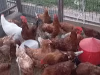 Chickens — photo 1