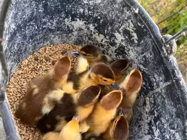 Ducks
