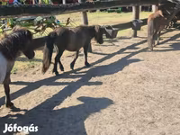 فرس, Shetland Pony — الصورة 4