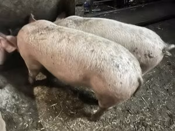 Prasnice, Prasata — Maďarsko