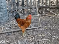 Chickens — 照片 6