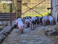 Eber, Schweine — Foto 7