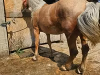 Jument, Chevaux — photo 2